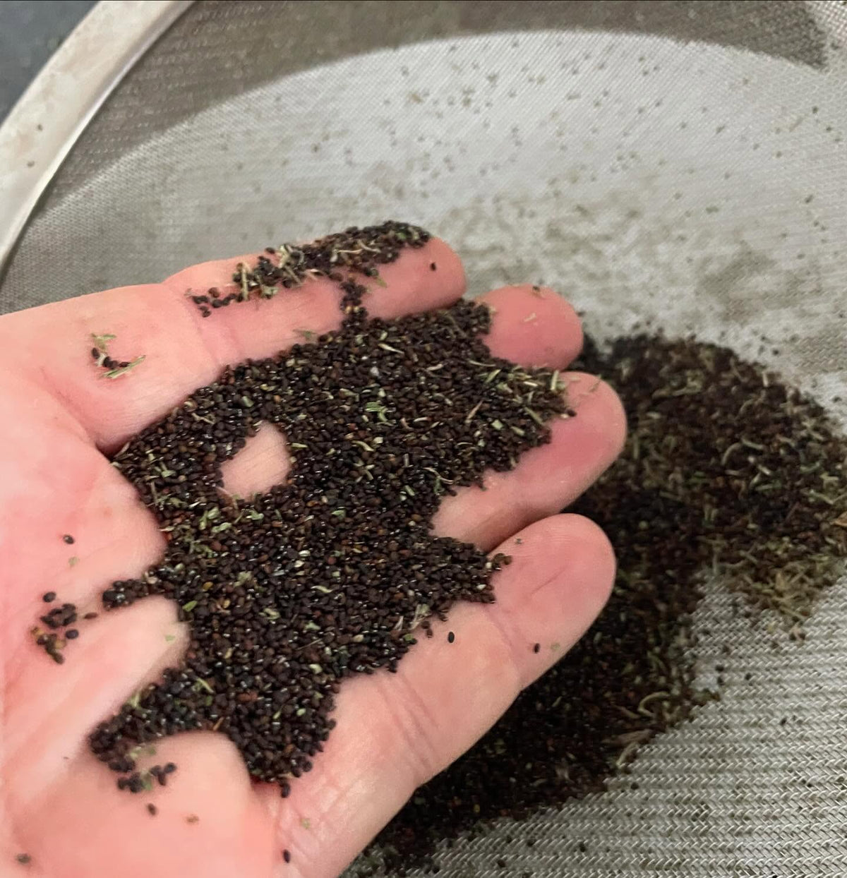 cleaning a brown shopping bag of catnip for seed, image 7 of 8