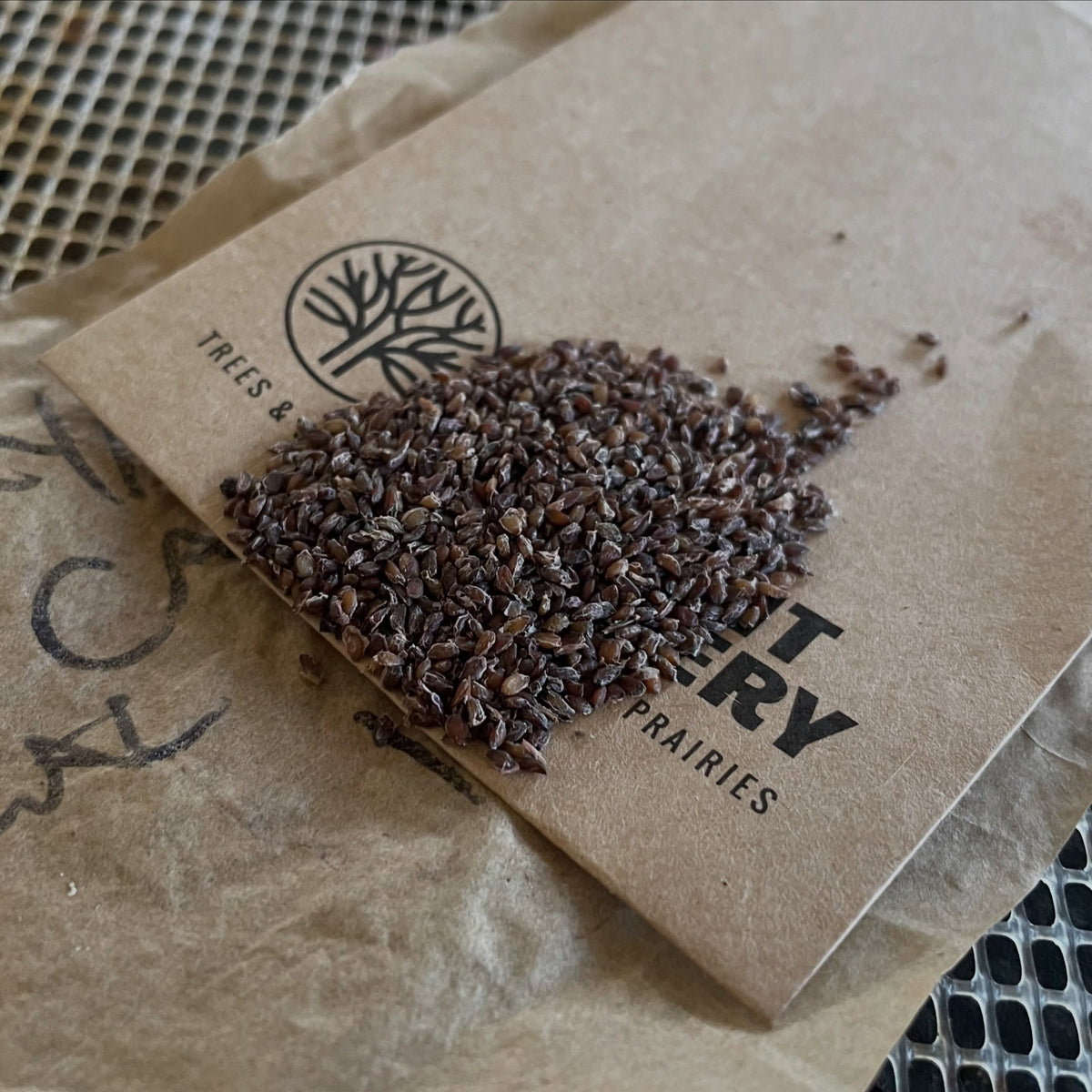 Small dark brown Canada gooseberry seeds piled on an Oak Summit Nursery seed packet.
