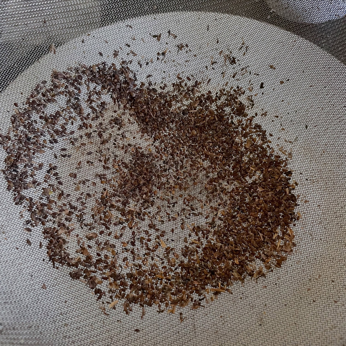 Canada gooseberry seeds and crumbled dry skin rubbed out across a fine wire screen.
