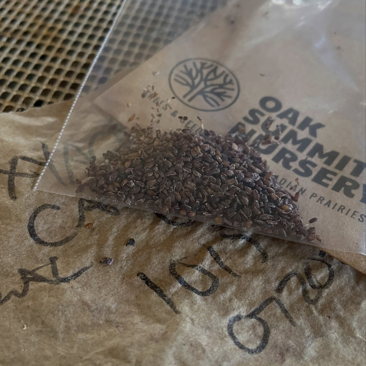 Cleaned Canada gooseberry seeds in a clear bag on top of an Oak Summit Nursery seed packet.