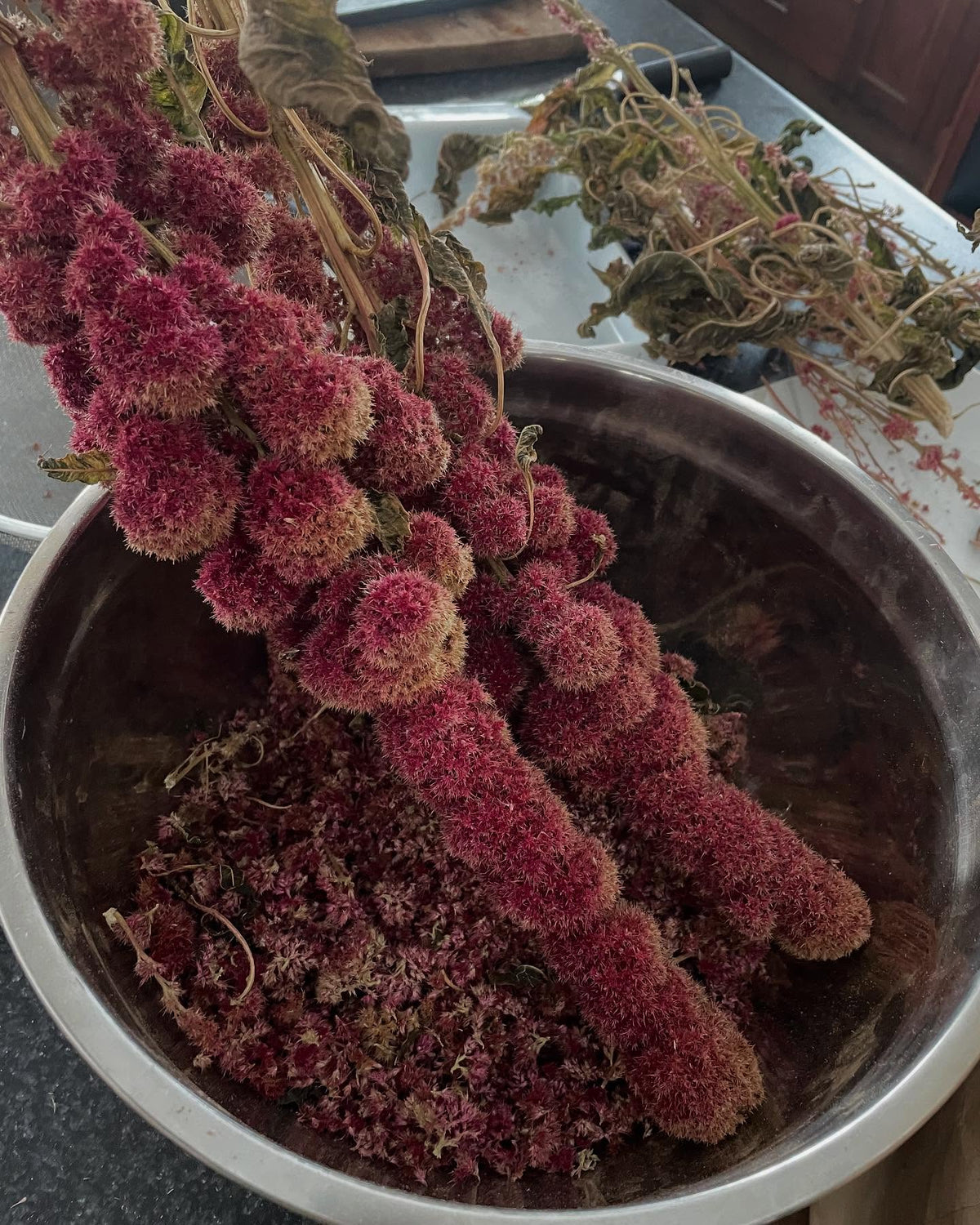 cleaning this elephant head amaranth, didn’t find many seeds