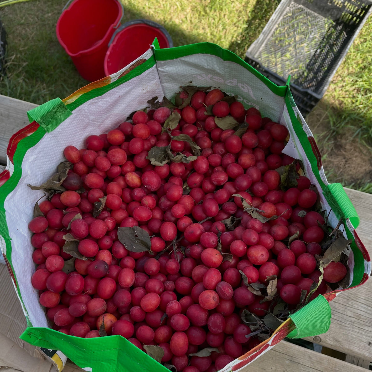 Harvested Canada wild plums with leaves in a green collection bag