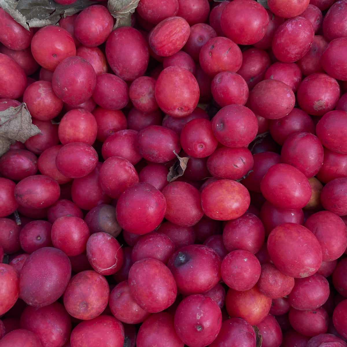 Close view of red Canada wild plums collected for seed