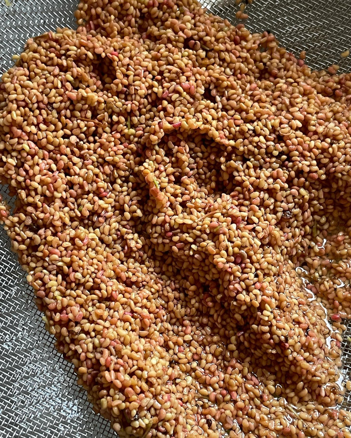 cleaning wild raspberry seed, image 2 of 2