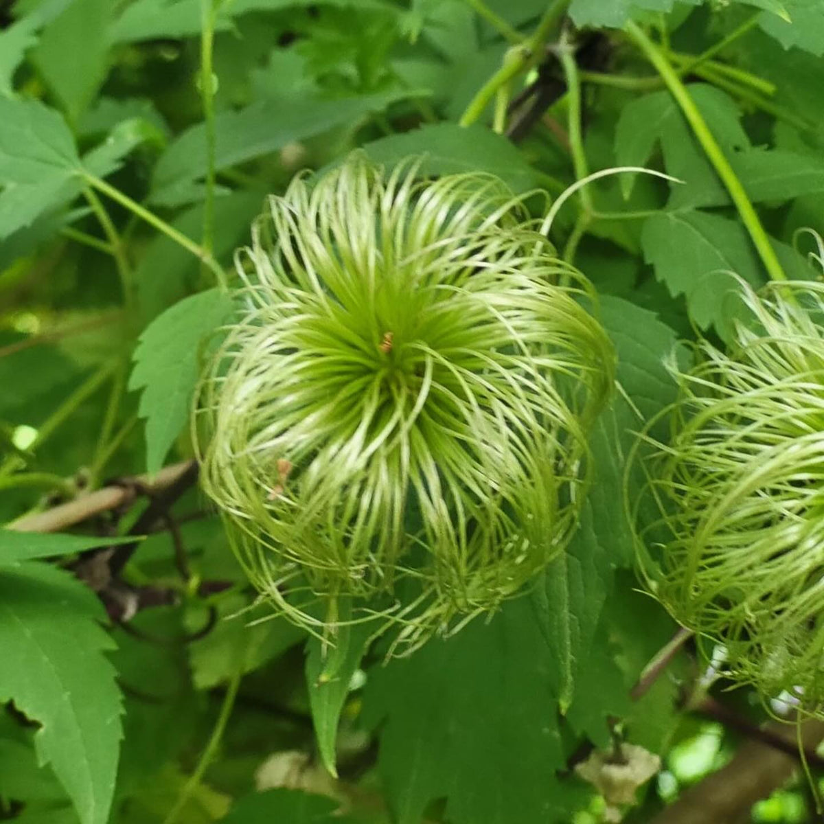 clematis seed pods right out of dr seuss, image 1 of 2
