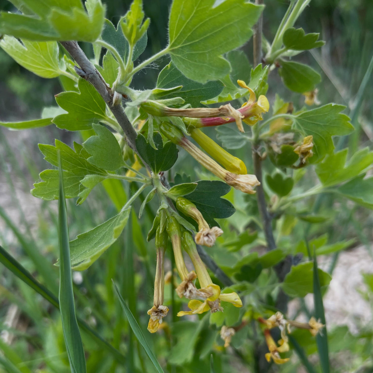 clove currant, golden currant - there are two species of these, one has black fruit, the other has variable colors, image 1 of 4