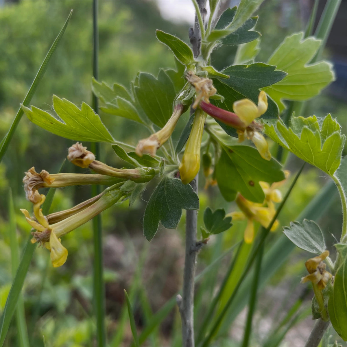 clove currant, golden currant - there are two species of these, one has black fruit, the other has variable colors, image 3 of 4