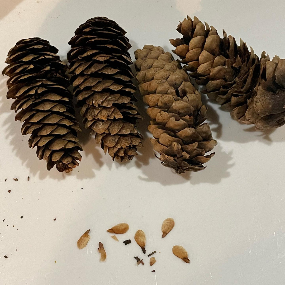 collected a few local cones from what is likely siberian spruce, a species that’s rare around here, image 1 of 2