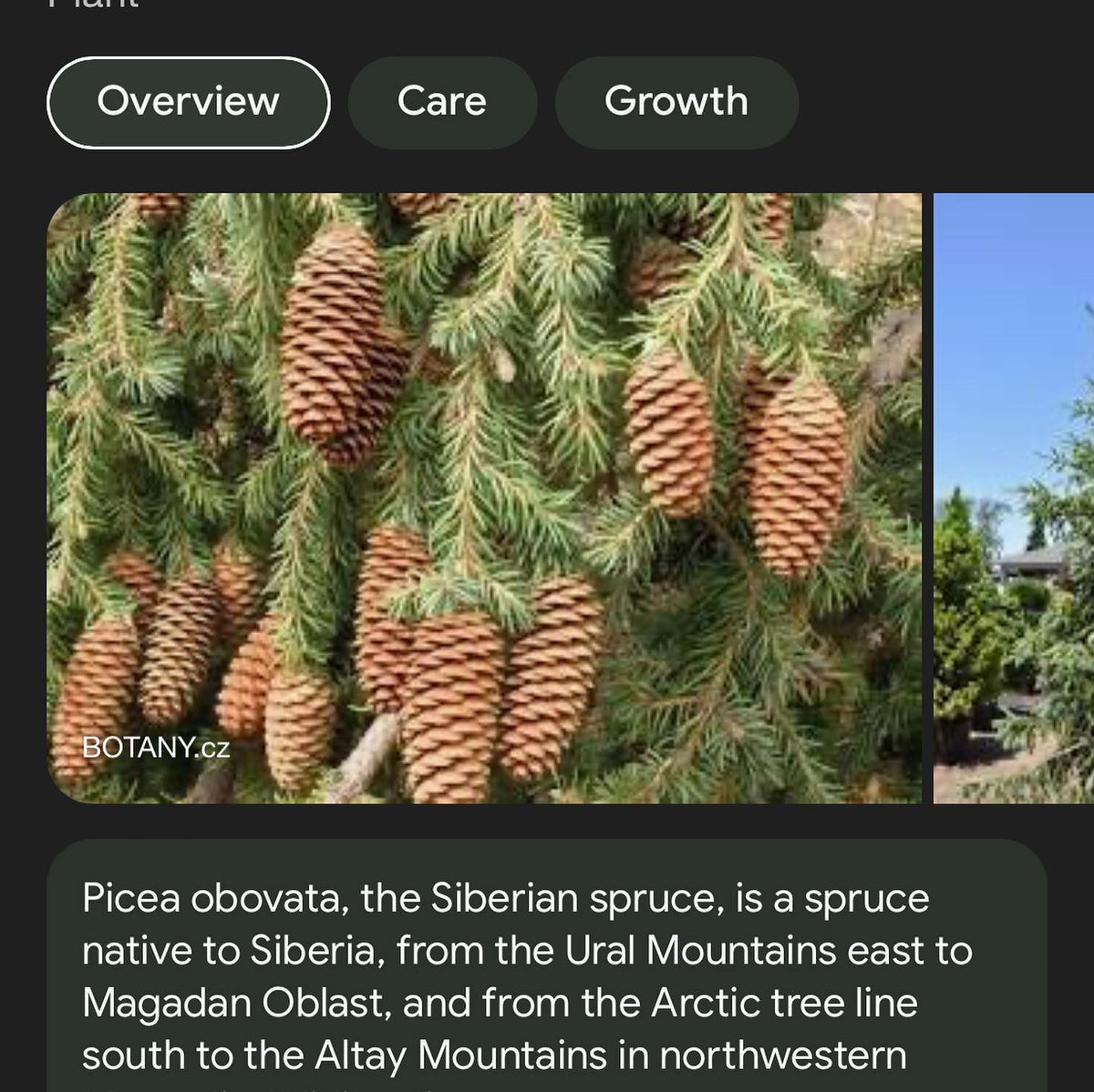 collected a few local cones from what is likely siberian spruce, a species that’s rare around here, image 2 of 2