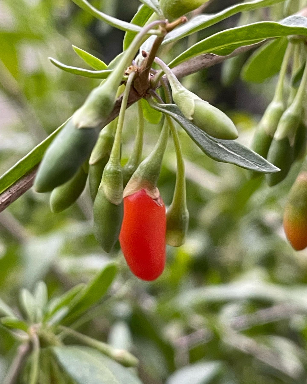collected goji berries today, so cool how they ripen all summer, image 1 of 3