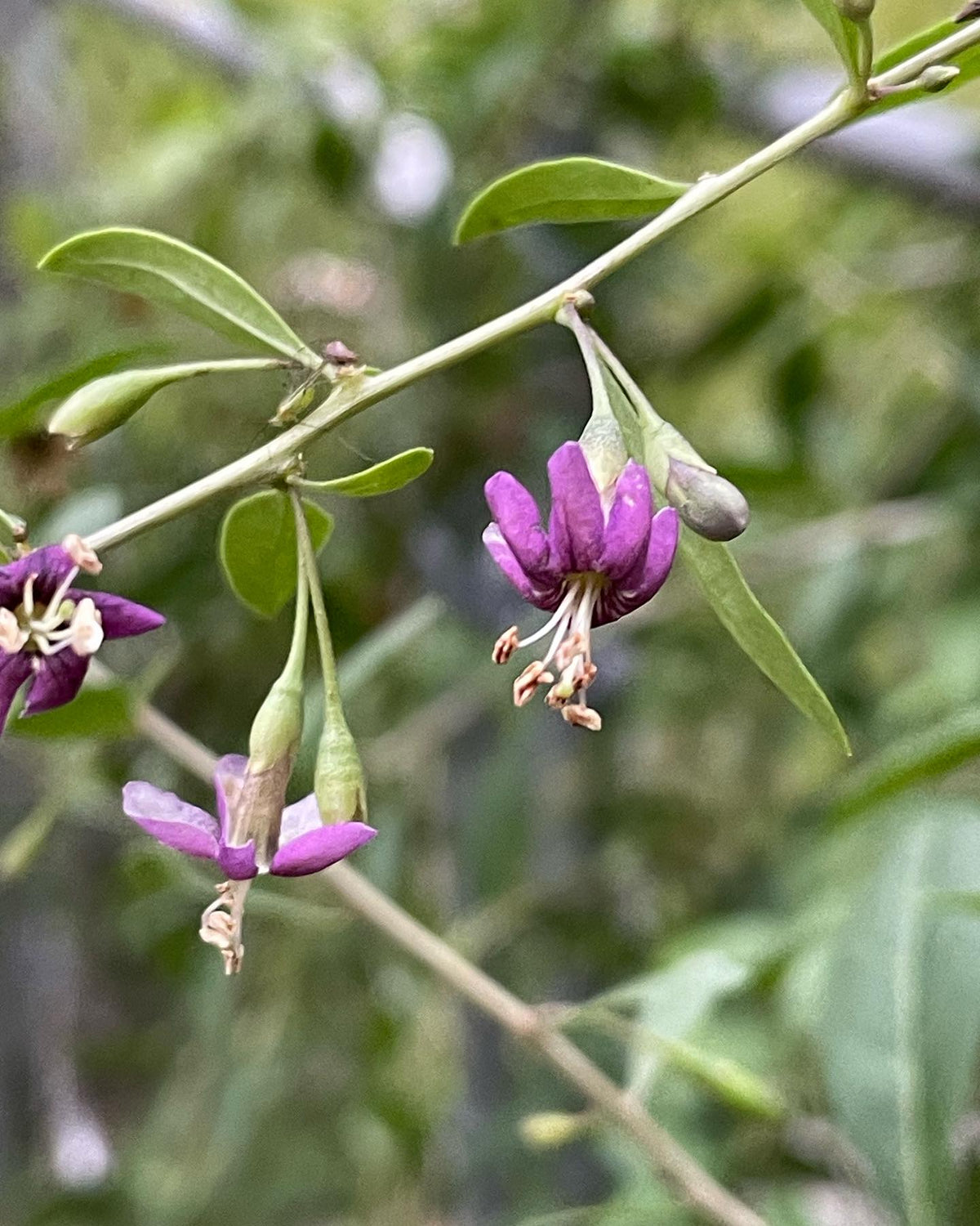collected goji berries today, so cool how they ripen all summer, image 2 of 3