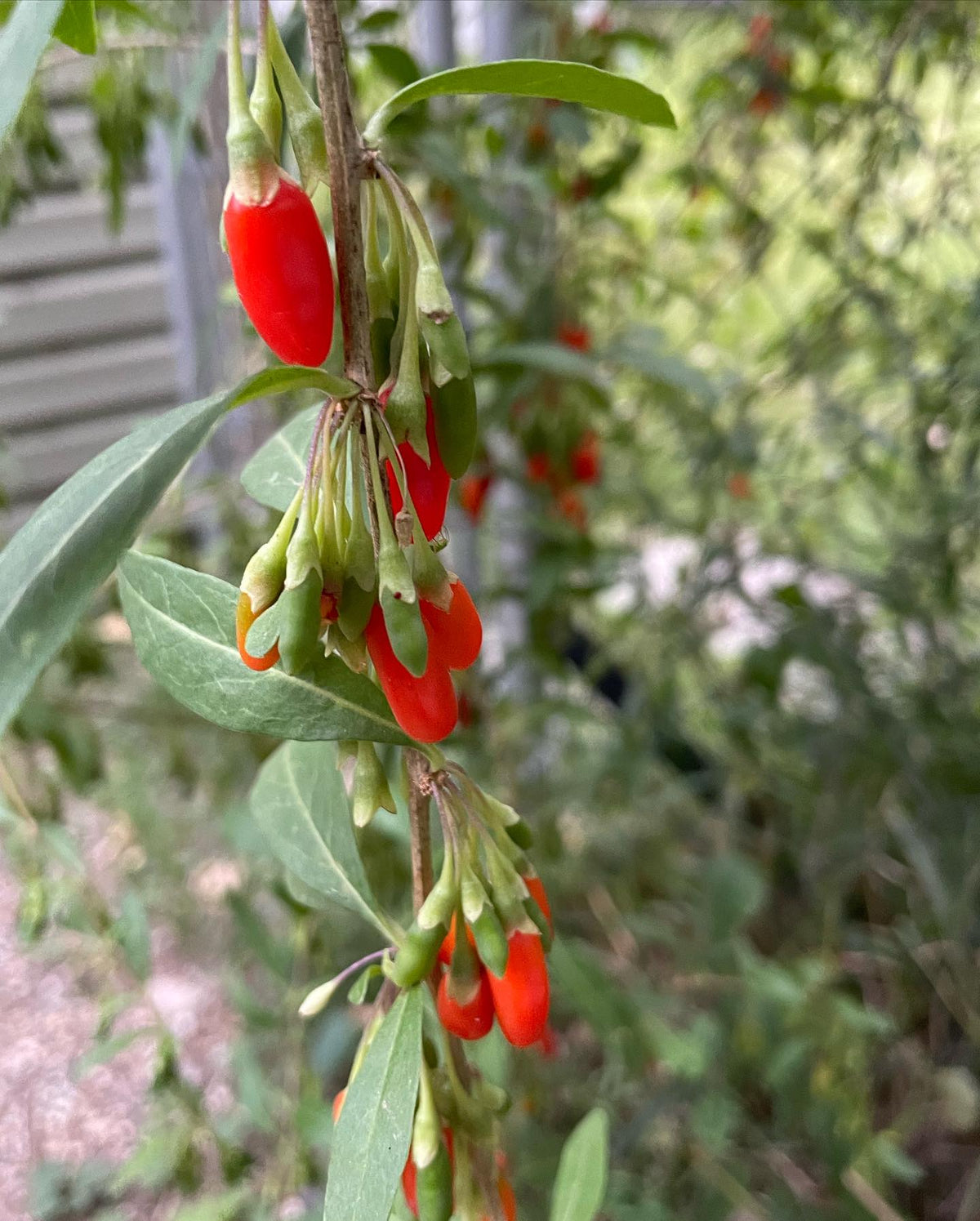 collected goji berries today, so cool how they ripen all summer, image 3 of 3