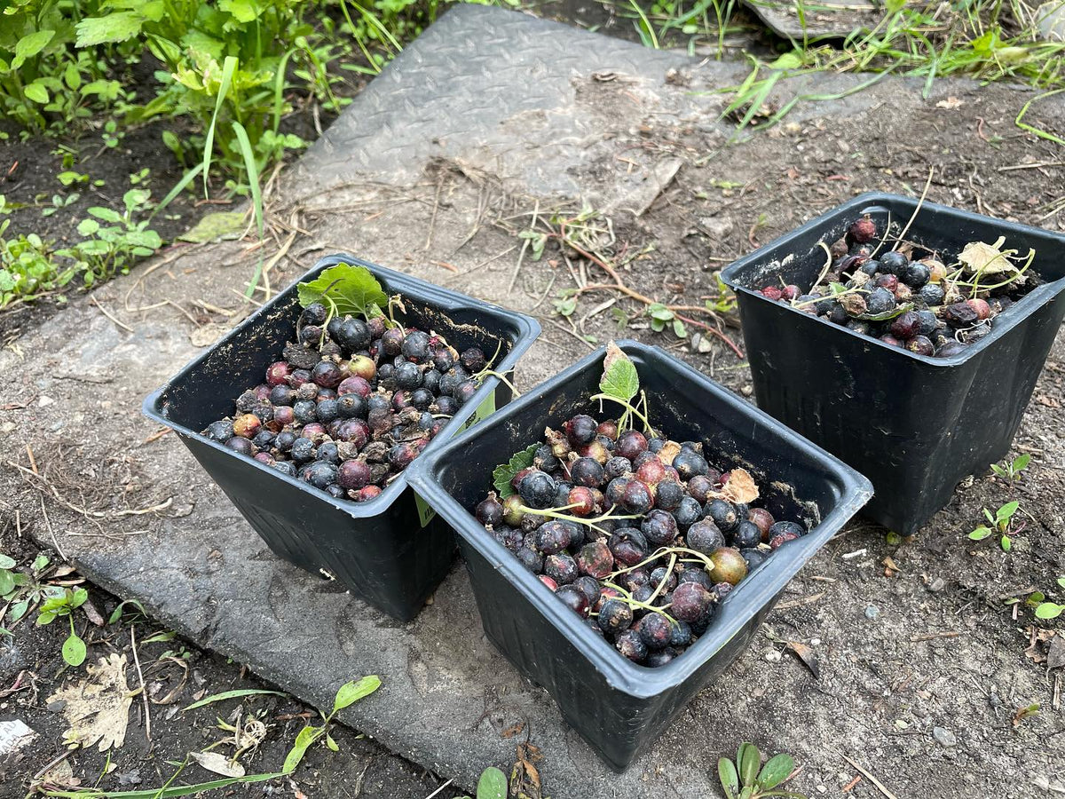 collected some black currants yesterday, happy to find these, image 1 of 2
