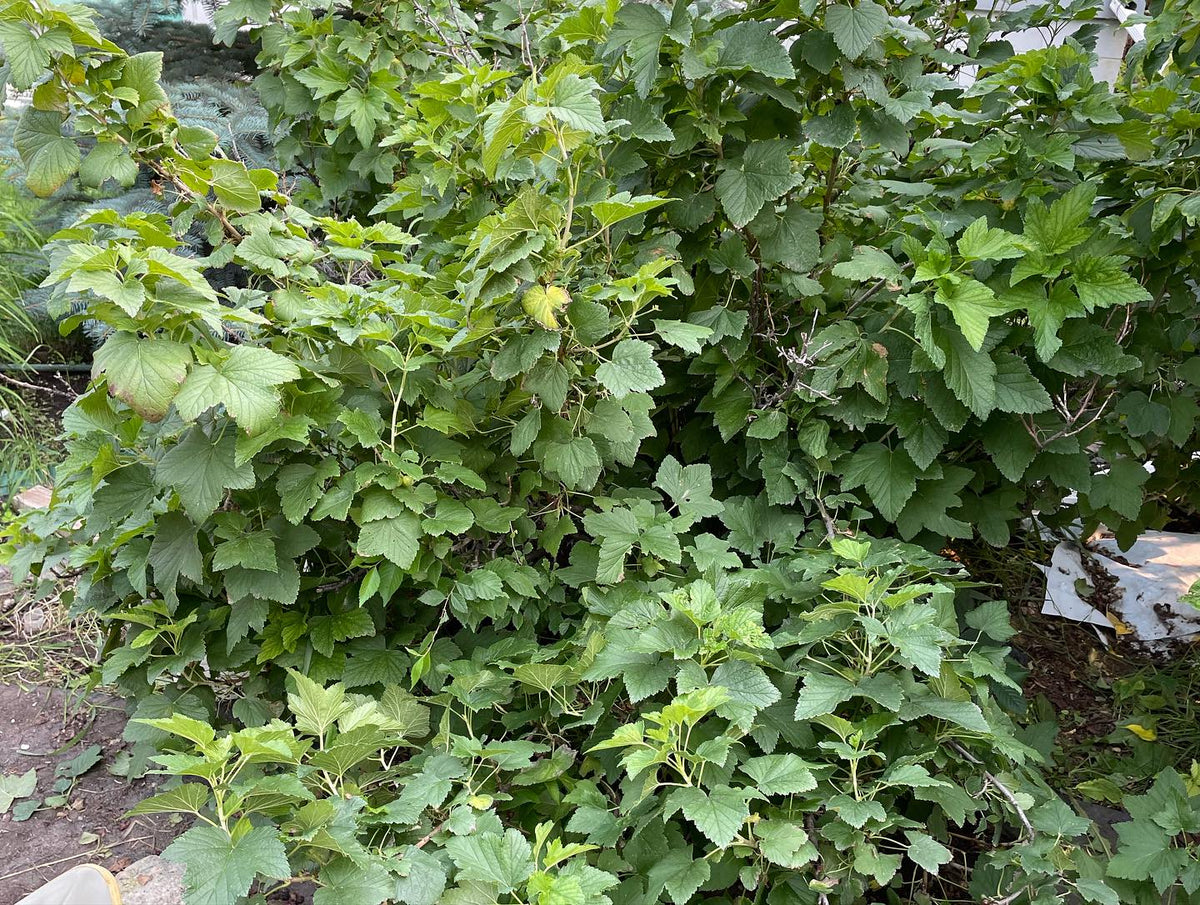 collected some black currants yesterday, happy to find these, image 2 of 2