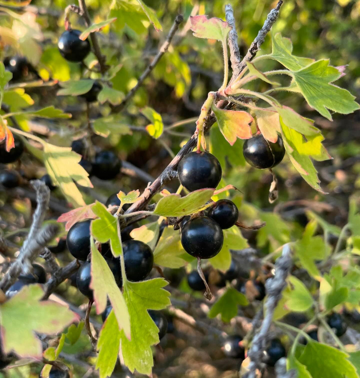 collected some large clove currants yesterday, the bush was fifteen years old, image 1 of 4