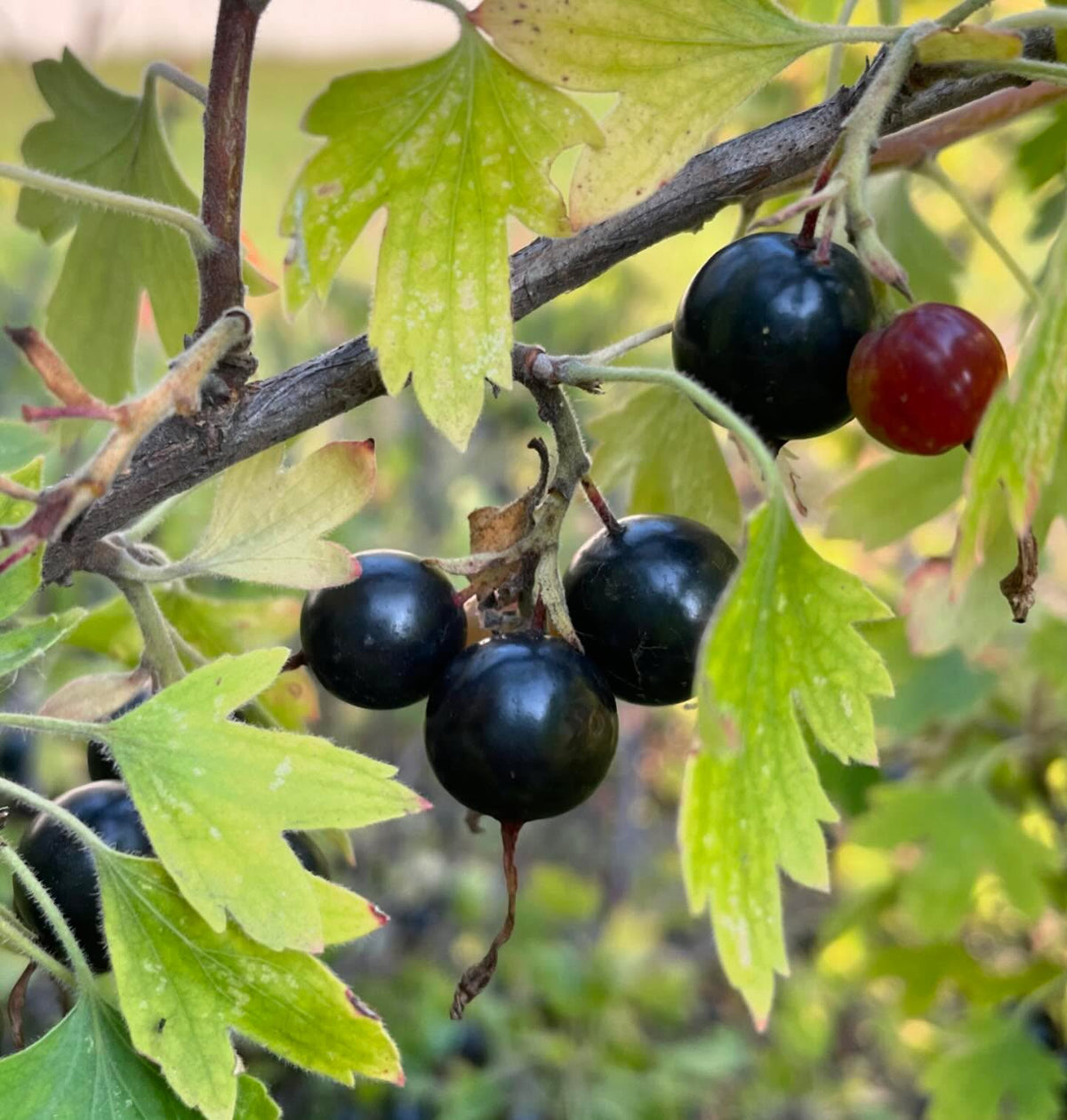 collected some large clove currants yesterday, the bush was fifteen years old, image 2 of 4