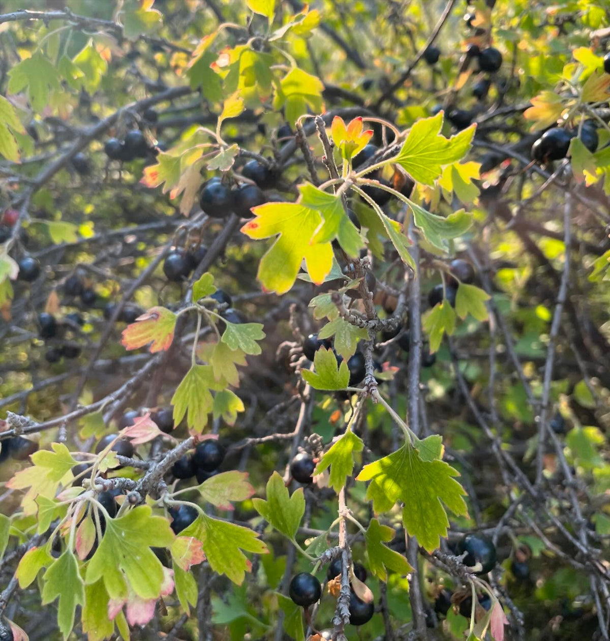 collected some large clove currants yesterday, the bush was fifteen years old, image 3 of 4