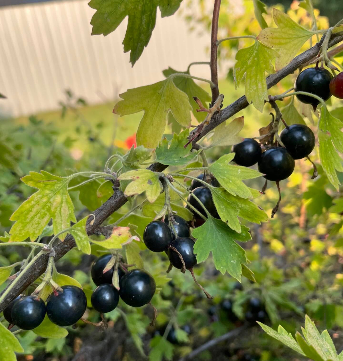 collected some large clove currants yesterday, the bush was fifteen years old, image 4 of 4
