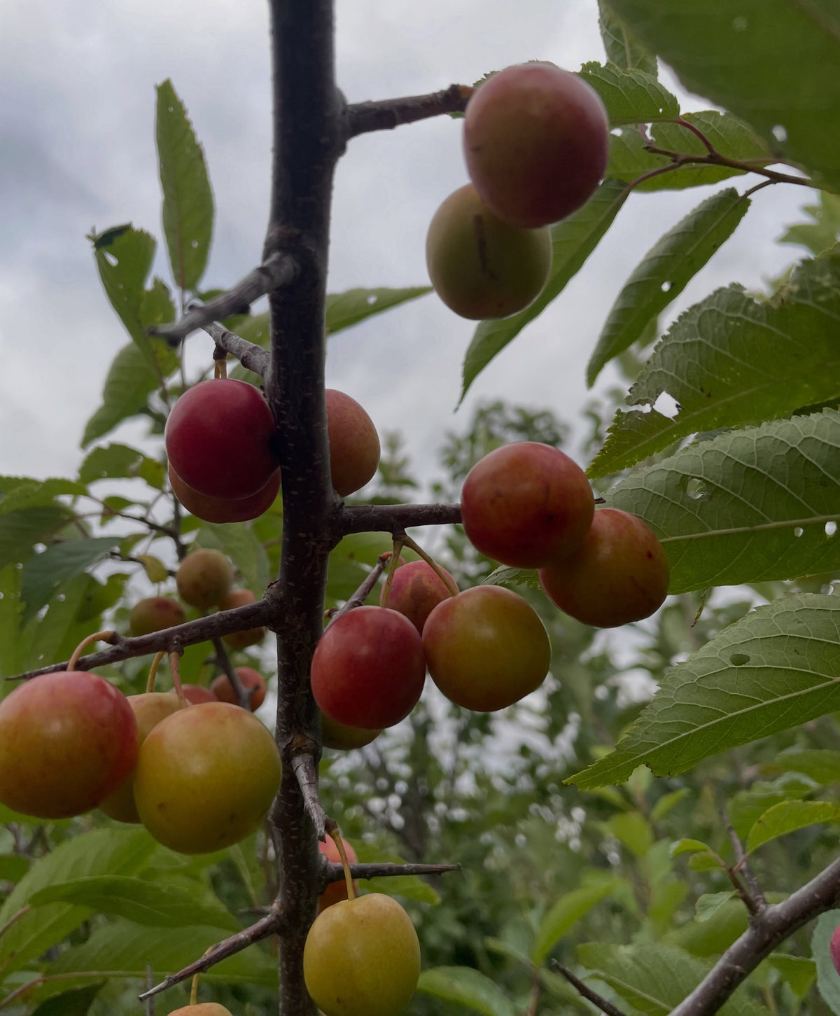 Red and yellow American wild plums ripening along a leafy branch