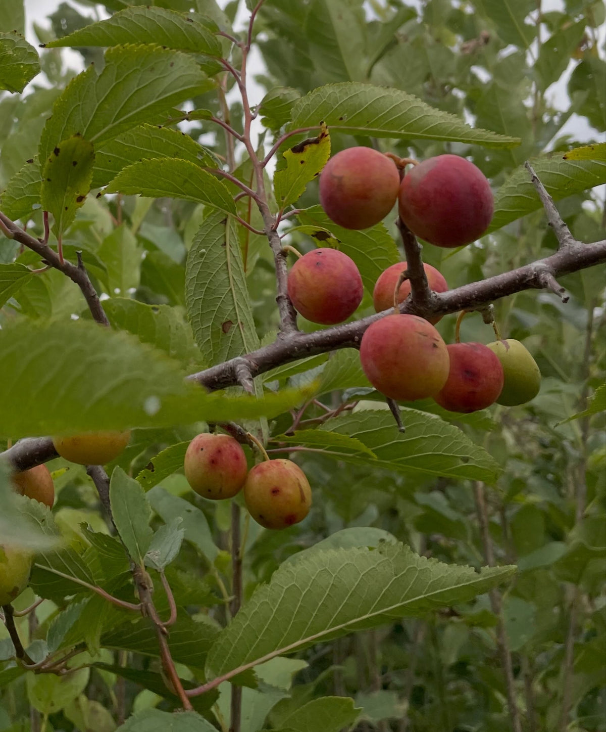 Late ripening wild plums on a grafted branch among green leaves