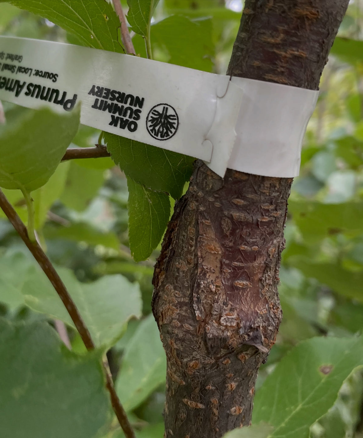 Healed wild plum graft union on chokecherry with a nursery label
