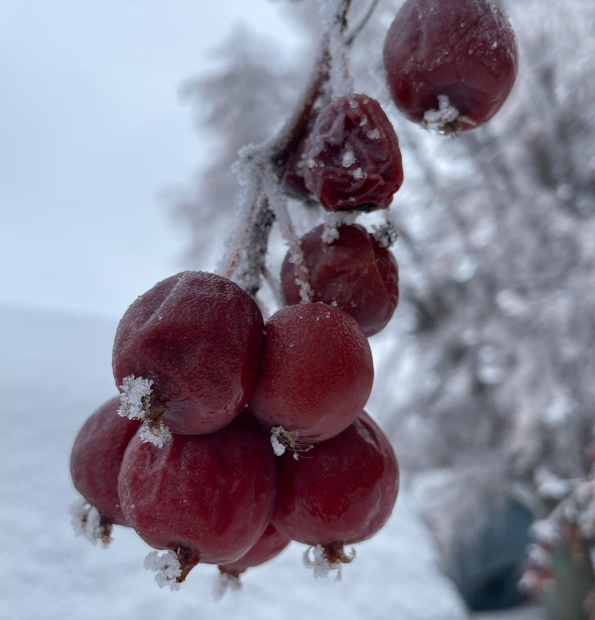 collected these crab apples today for seeds, image 1 of 3