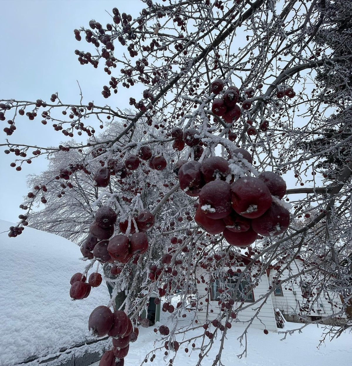 collected these crab apples today for seeds, image 2 of 3