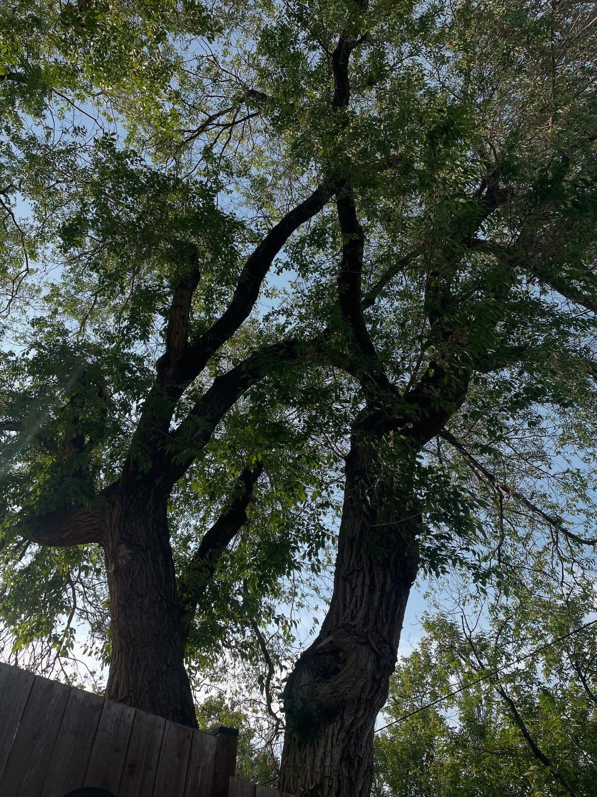 collecting american elm today, image 1 of 3