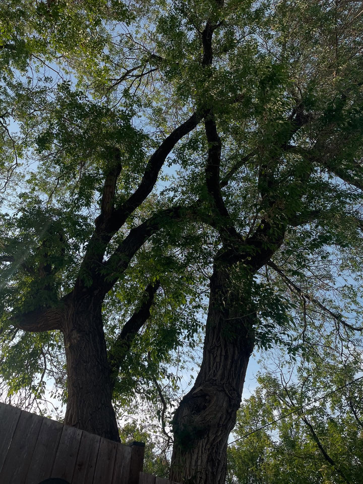 collecting american elm today, image 1 of 3
