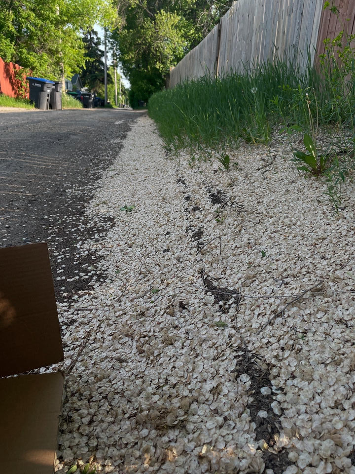 collecting american elm today, image 2 of 3