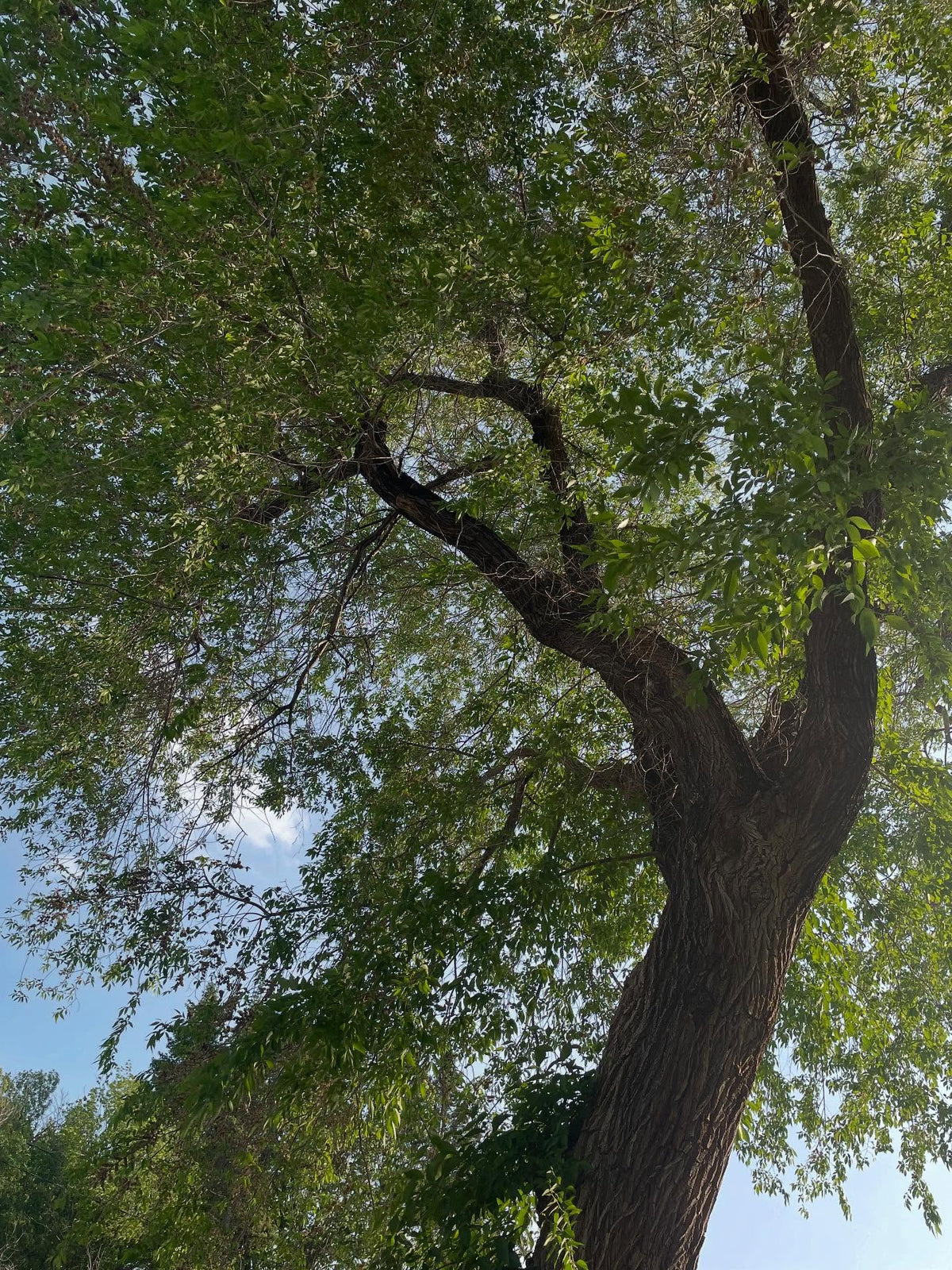 collecting american elm today, image 3 of 3