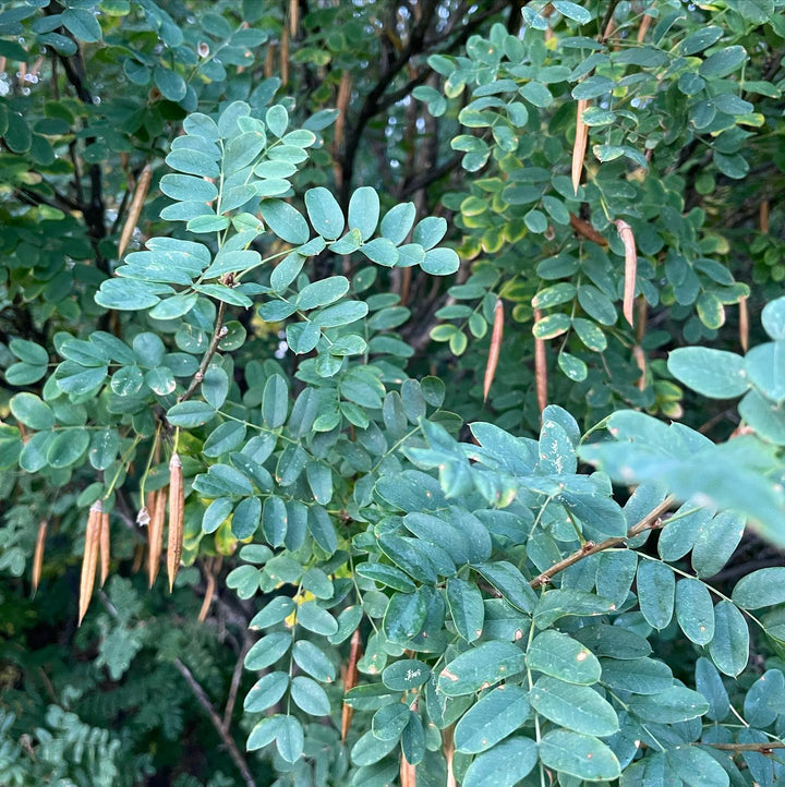 collecting caragana seeds yesterday, image 1 of 2