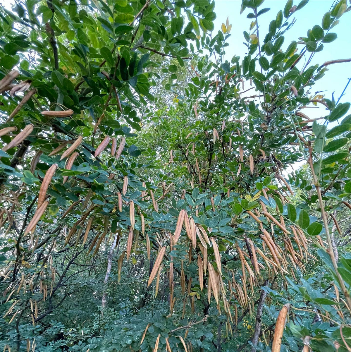 collecting caragana seeds yesterday, image 2 of 2