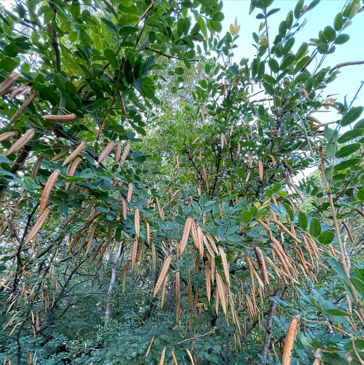 collecting caragana seeds yesterday, image 2 of 2