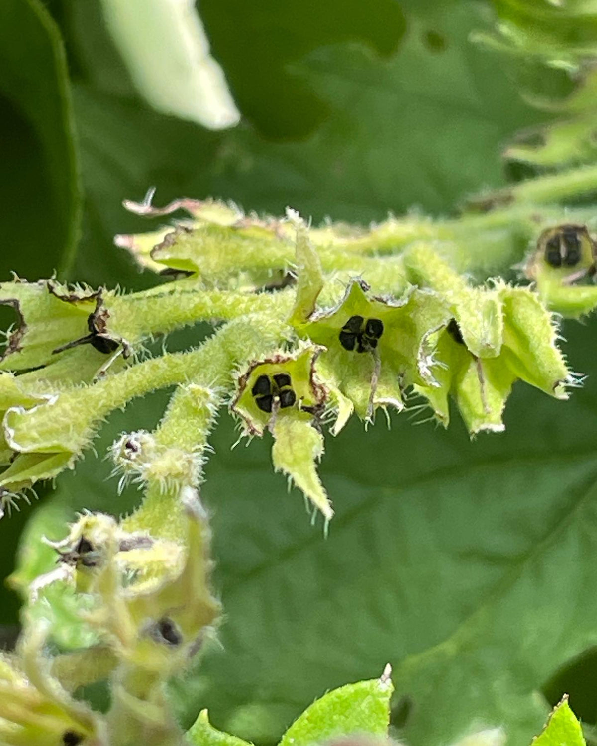 collecting comfrey seeds, just cutting the spent flowers with ripe seed and letting them dry on the stem in an organza, image 2 of 3