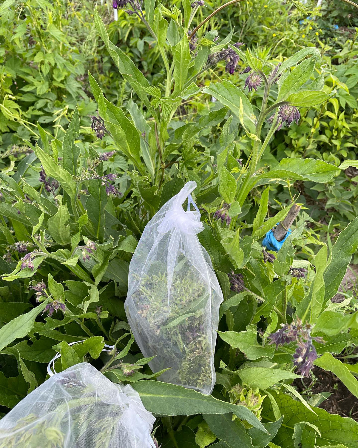collecting comfrey seeds, just cutting the spent flowers with ripe seed and letting them dry on the stem in an organza, image 3 of 3