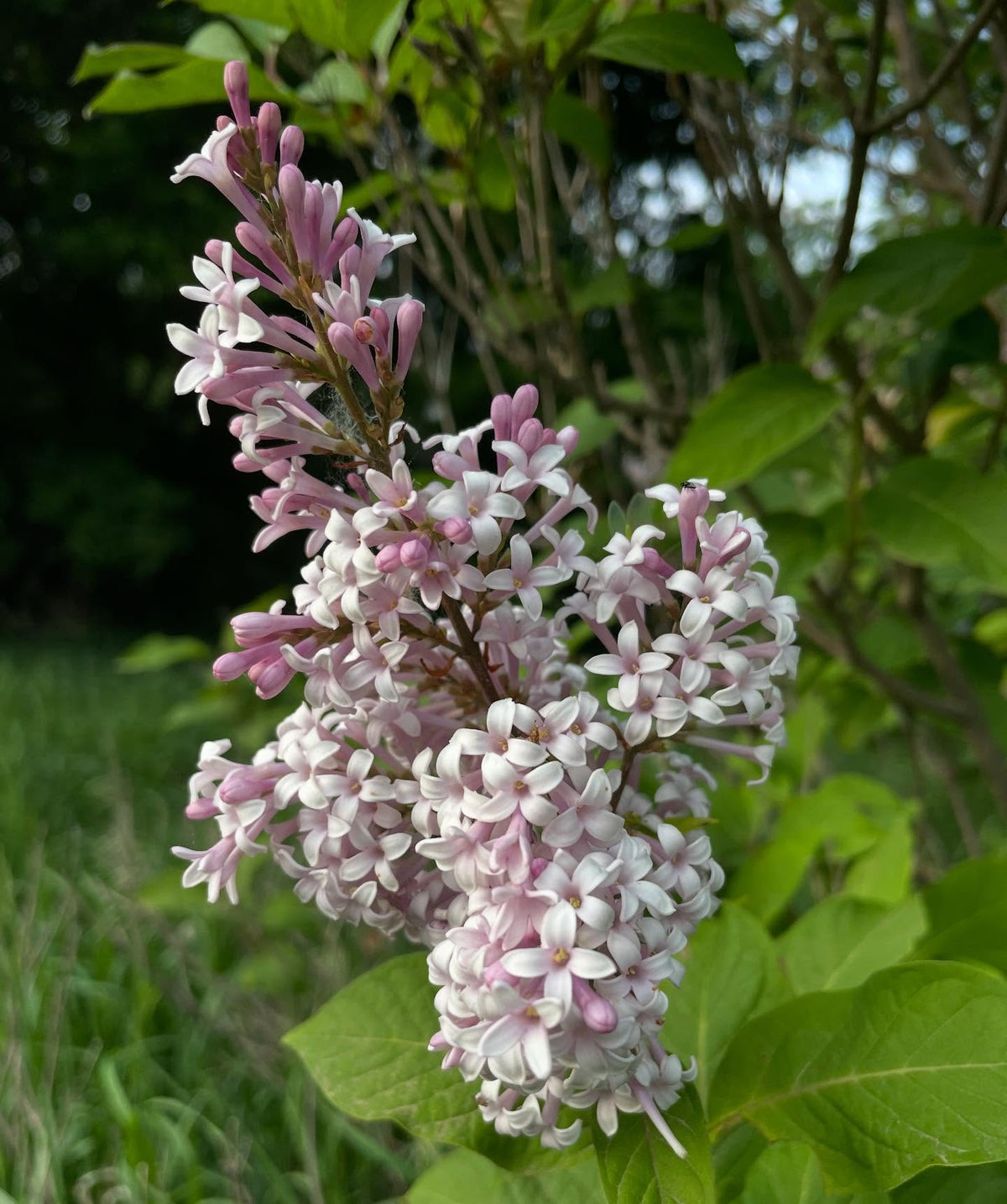 collecting lilac softwood, this is the right time there are new shoots with a few nodes, image 1 of 4