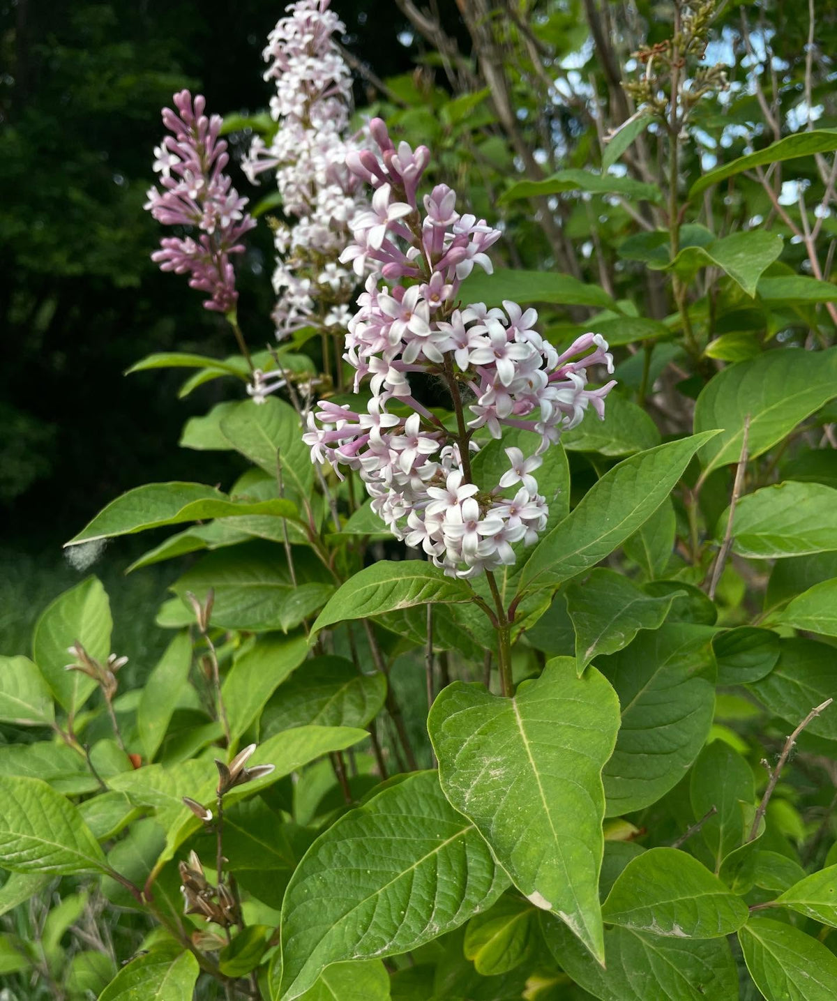 collecting lilac softwood, this is the right time there are new shoots with a few nodes, image 2 of 4