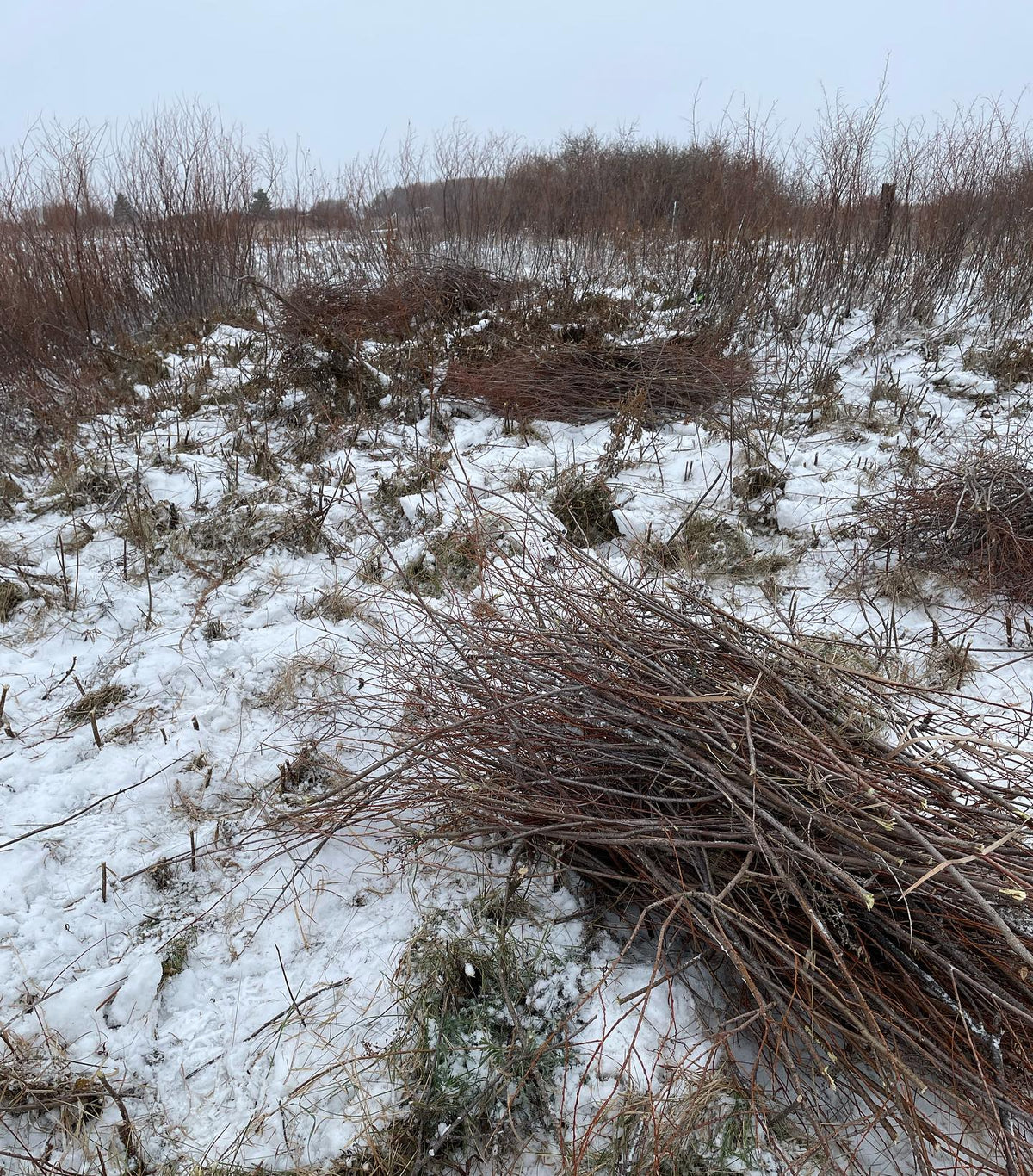 collecting more sandbar willow, brush cutter blade on my 60v lithium ion weed whacker makes this go way faster