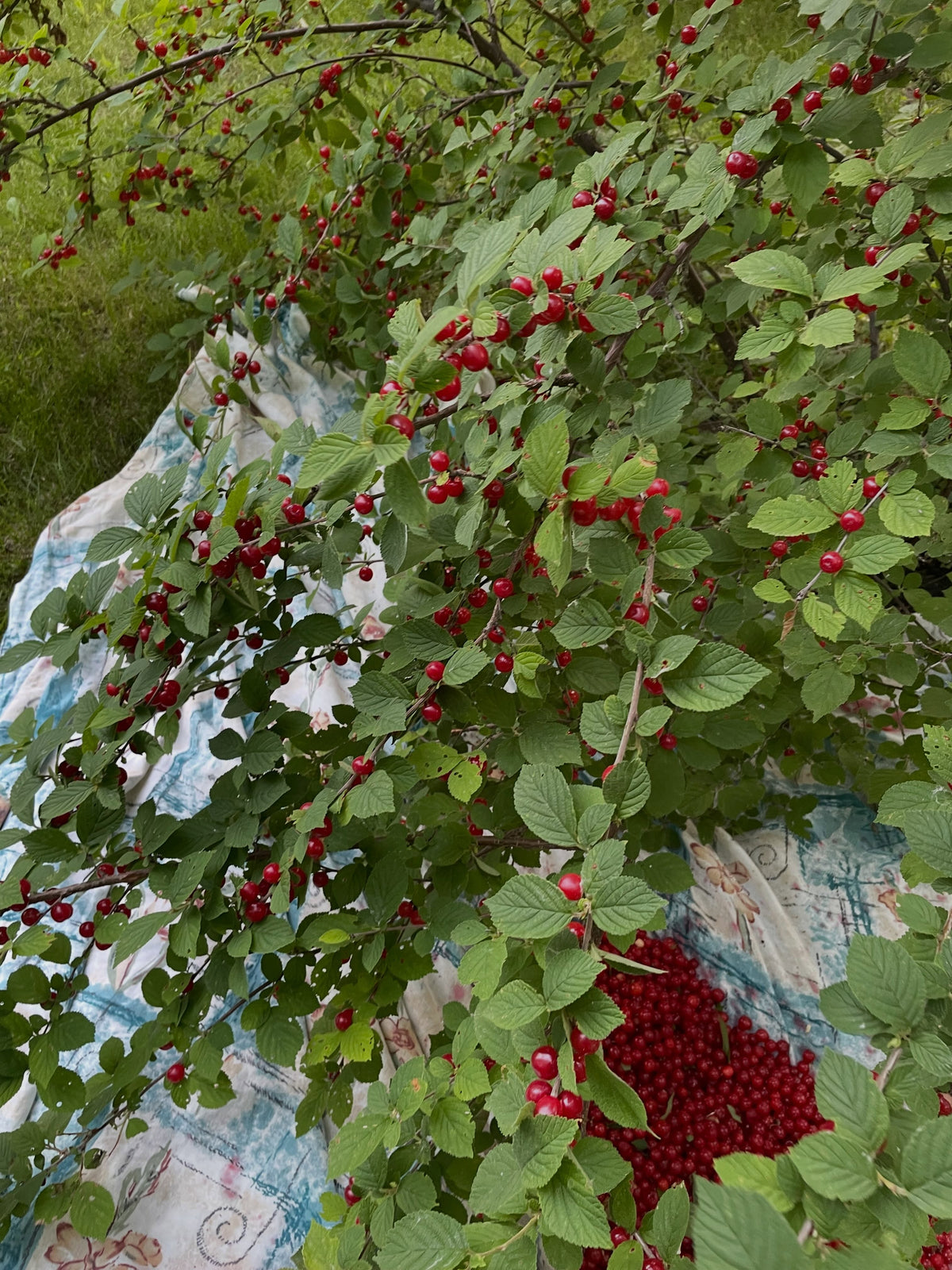 collecting nanking cherries with a drop sheet, for some fruits you can shake the branches, for nanking the fruit hold, image 1 of 4