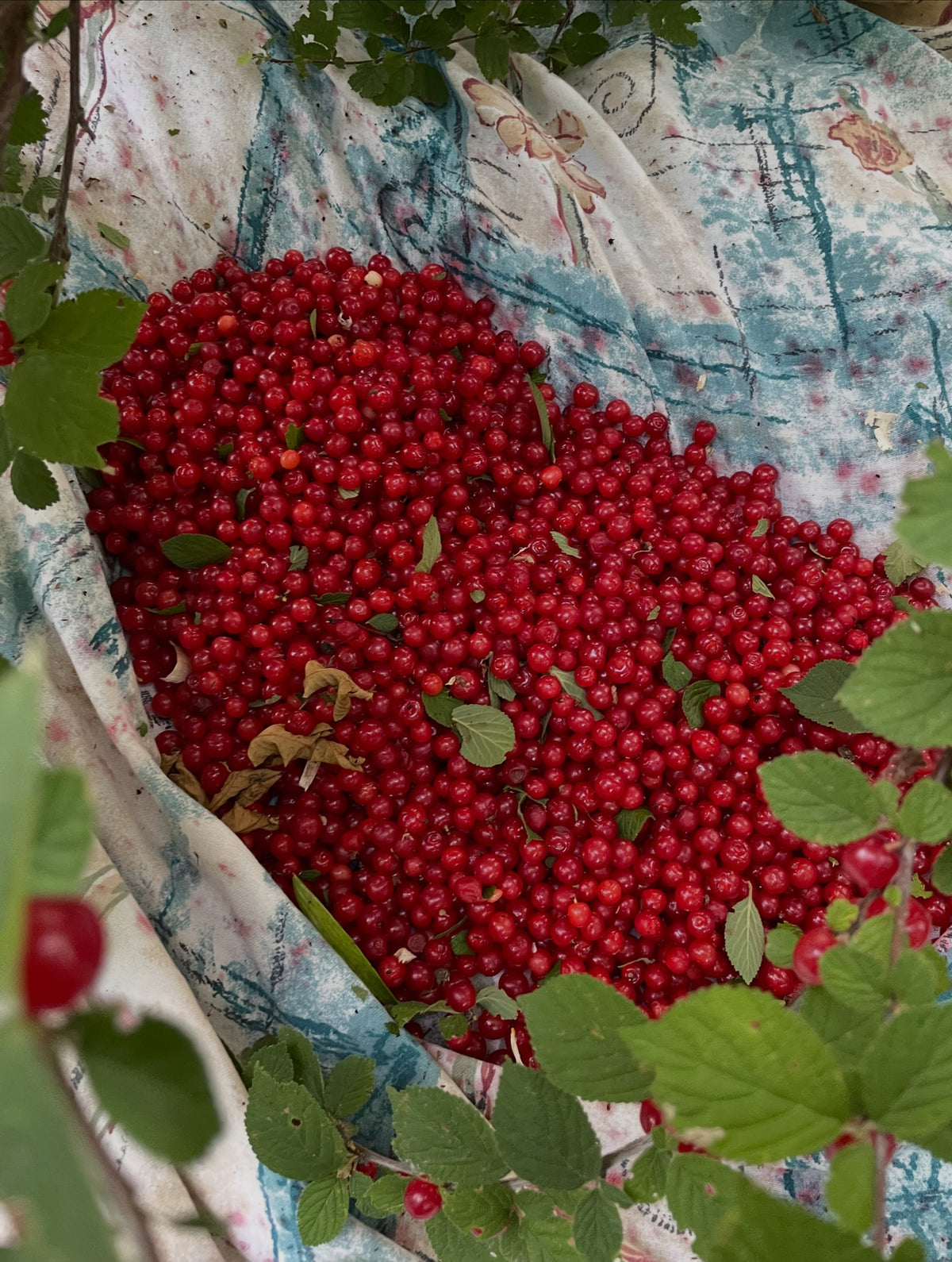 collecting nanking cherries with a drop sheet, for some fruits you can shake the branches, for nanking the fruit hold, image 2 of 4