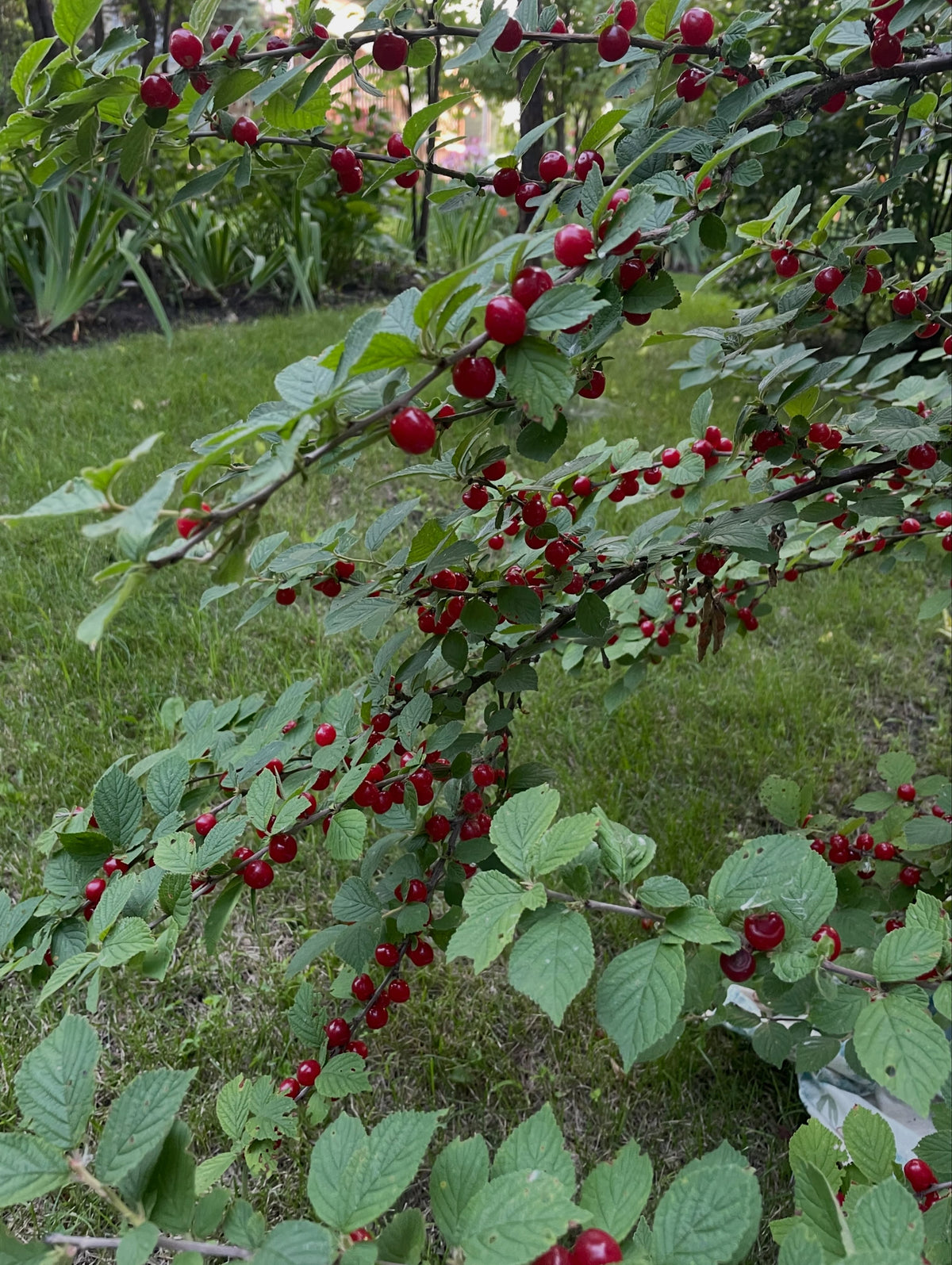 collecting nanking cherries with a drop sheet, for some fruits you can shake the branches, for nanking the fruit hold, image 3 of 4