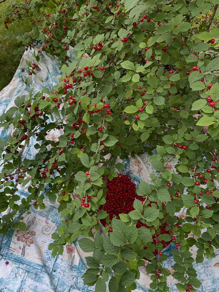 collecting nanking cherries with a drop sheet, for some fruits you can shake the branches, for nanking the fruit hold, image 4 of 4