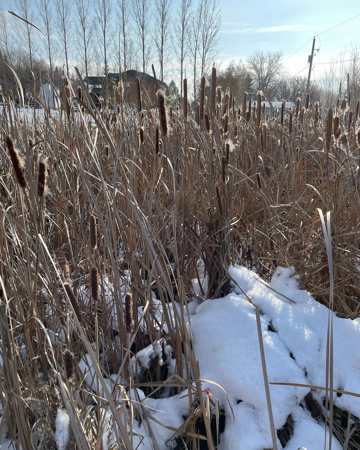 collecting narrow leaf cat tails for seed, image 2 of 3