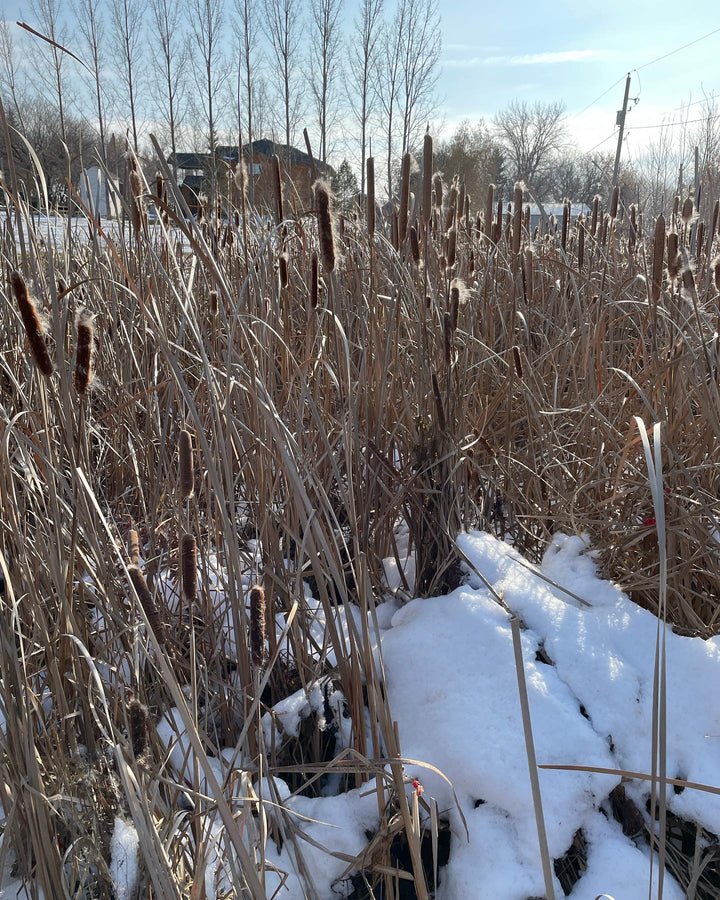 collecting narrow leaf cat tails for seed, image 2 of 3