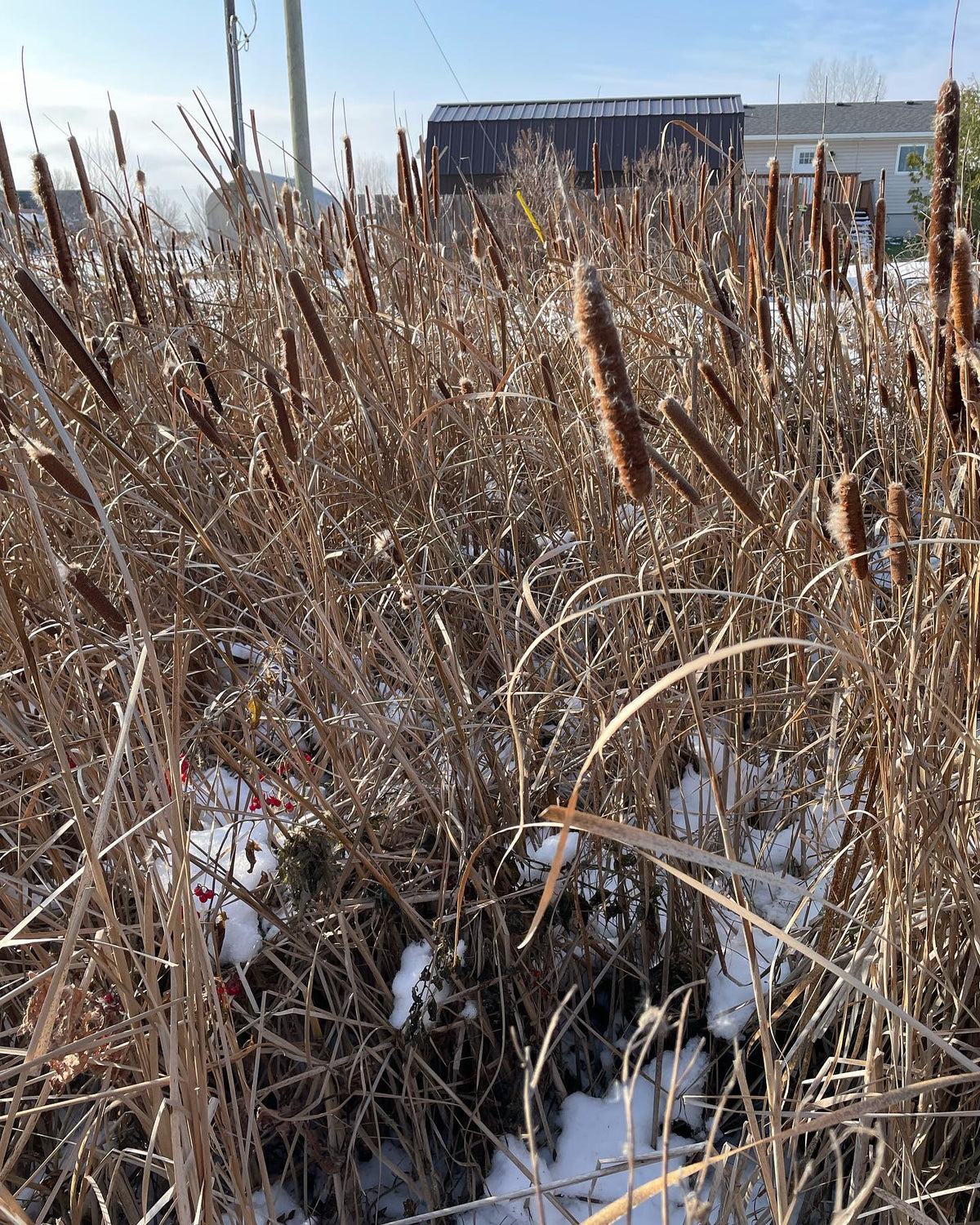 collecting narrow leaf cat tails for seed, image 3 of 3