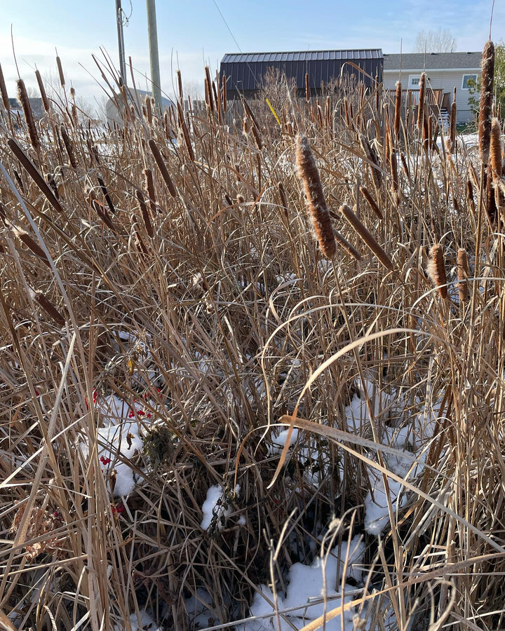 collecting narrow leaf cat tails for seed, image 3 of 3