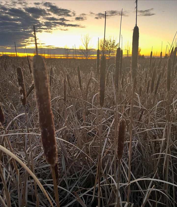 collecting narrow leaf cattail and goldenrod seeds, image 1 of 2