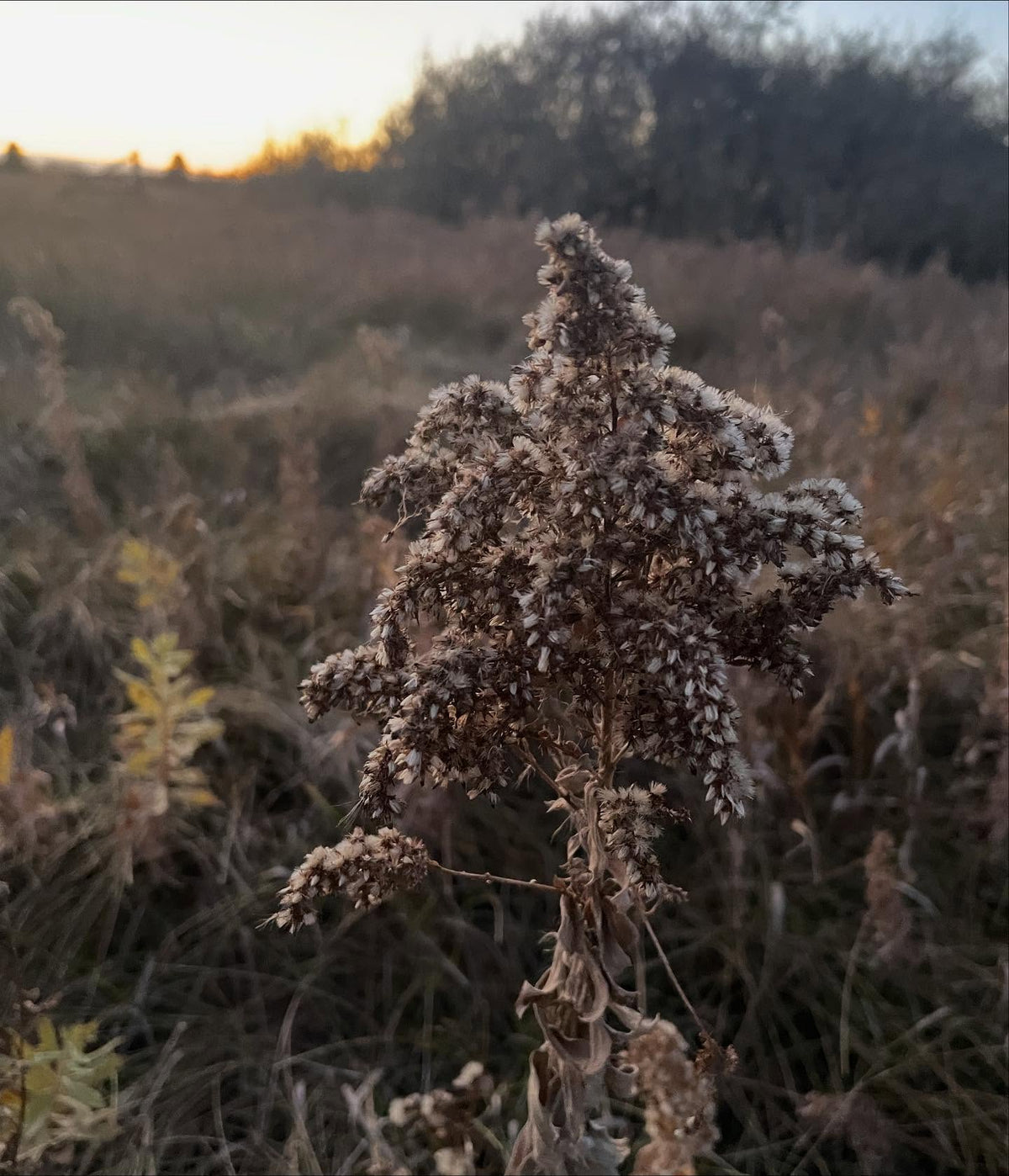 collecting narrow leaf cattail and goldenrod seeds, image 2 of 2