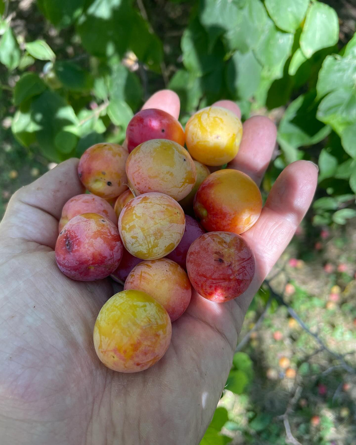 collecting plums for seed from this ‘wild plum’ tree, it has a good crop this year, image 1 of 4